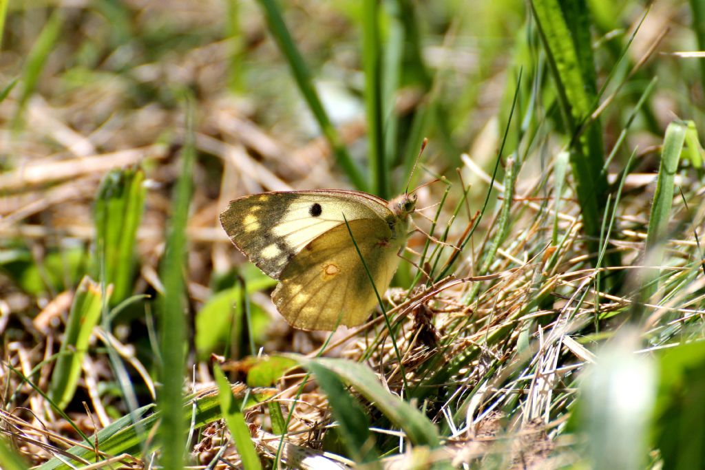 Colias crocea forma helice?